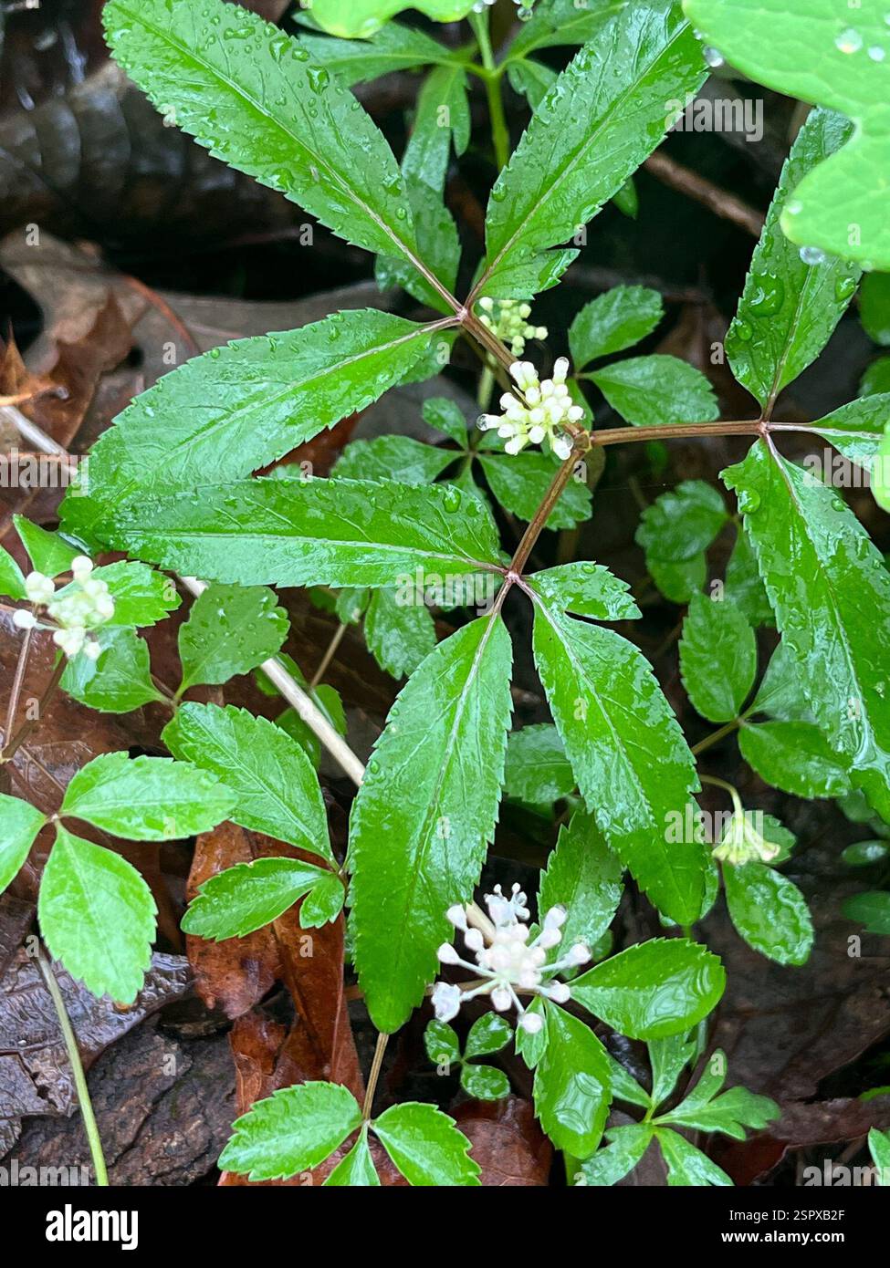 dwarf ginseng (Panax trifolius), Plantae, Butler, Pennsylvania, United ...