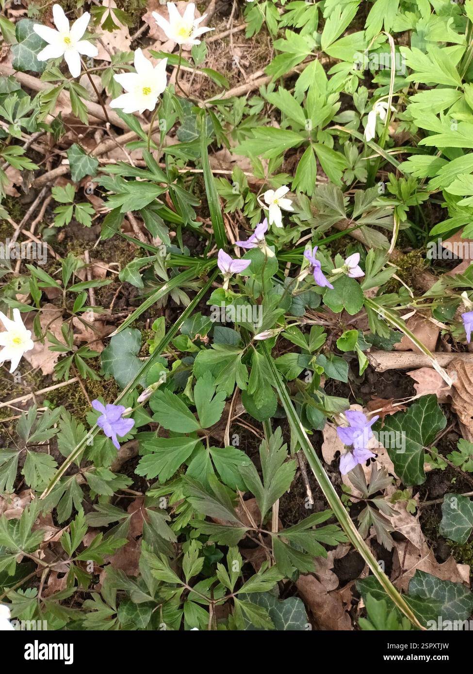 Viola Rivinian common dog-violet (Viola riviniana), Plantae, Prévessin-Moëns, France ...