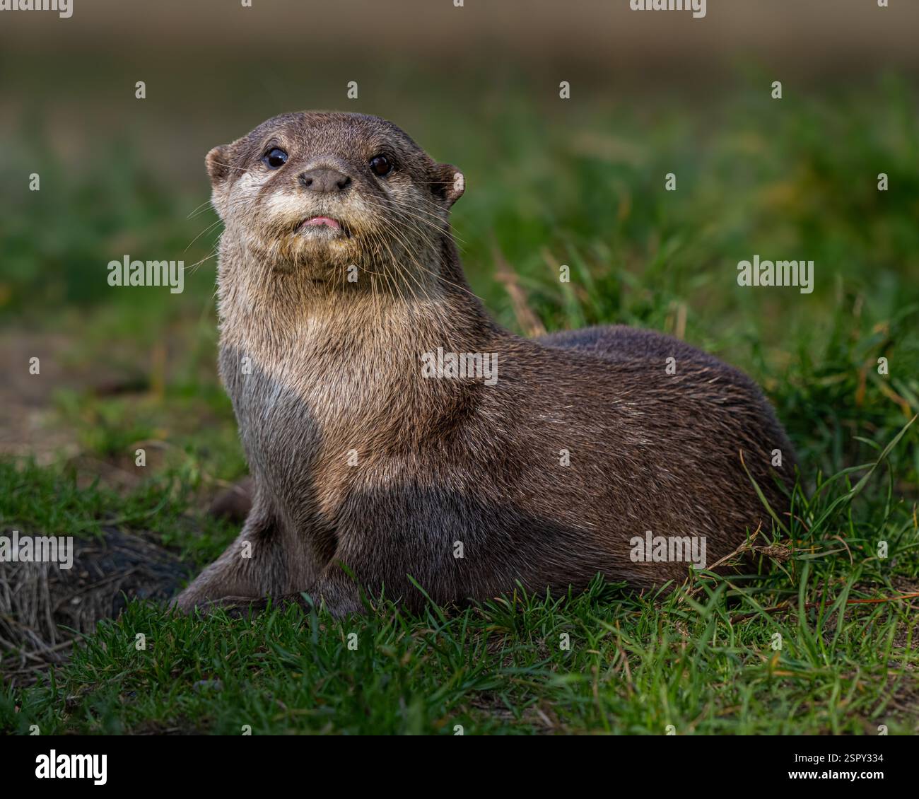 Asian Short Clawed Otter Stock Photo