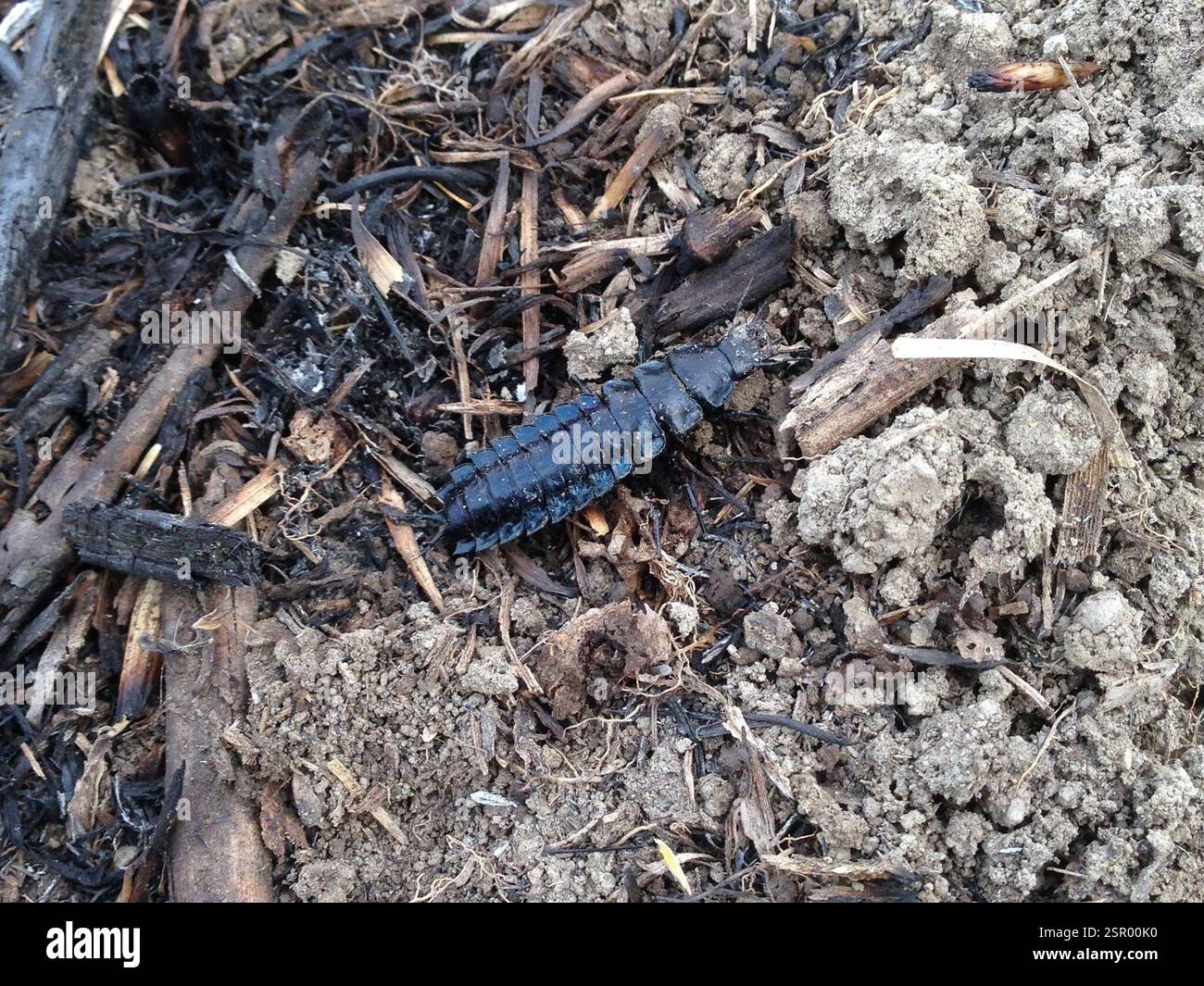 Carabus blaptoides hi-res stock photography and images - Alamy Carabus blaptoides hi-res stock photography and images - Alamy
