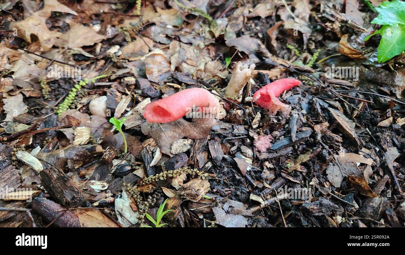 devil's dipstick (Mutinus elegans), Fungi, Wake County, US-NC, US Stock ...