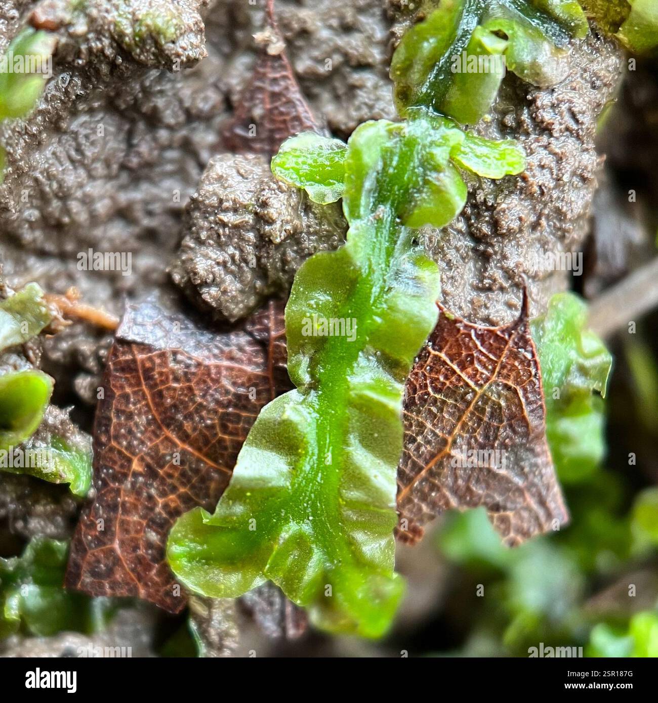 Pallavicinia lyellii hi-res stock photography and images - Alamy