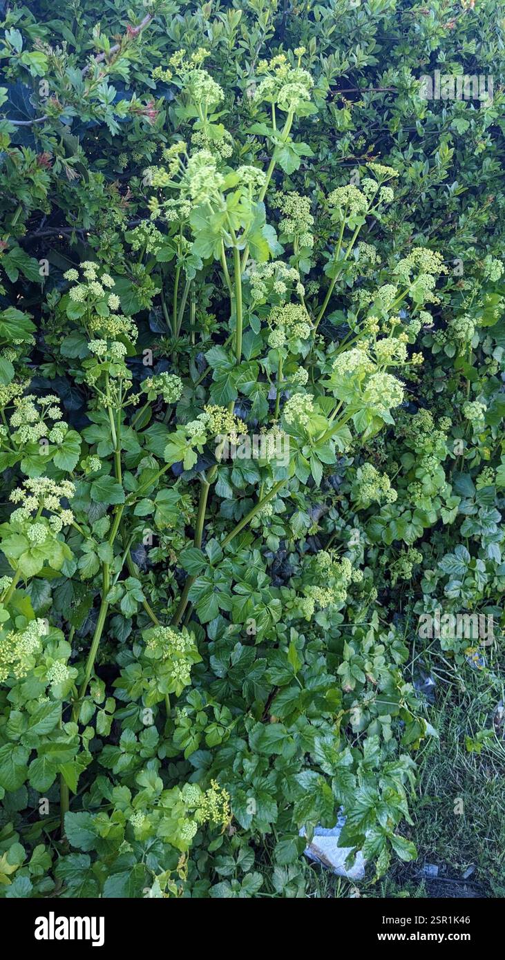 Alexanders Rust (Puccinia smyrnii), Fungi, Ramsgate CT12 4AY, UK Stock ...