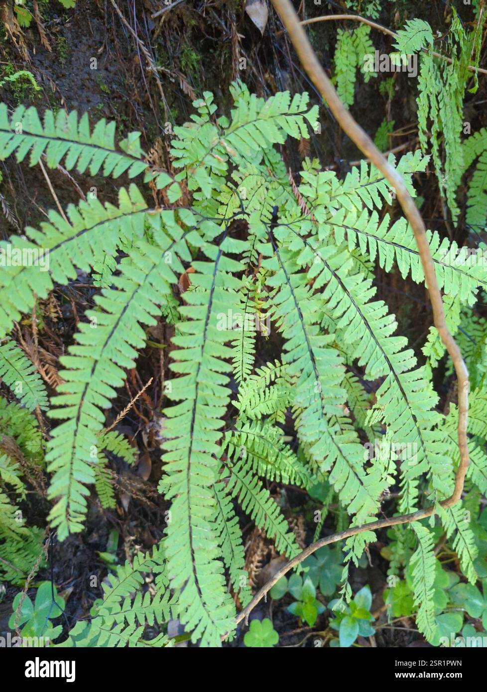 Santa Fern Santa Ana The Anatomy of a Public Revelation: Fernández and Santa Ana