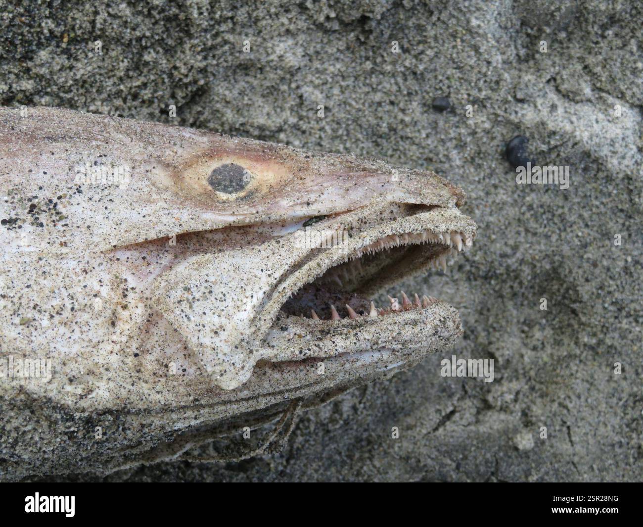 Pink Ling (Genypterus blacodes), Actinopterygii, Gemstone Beach Stock ...