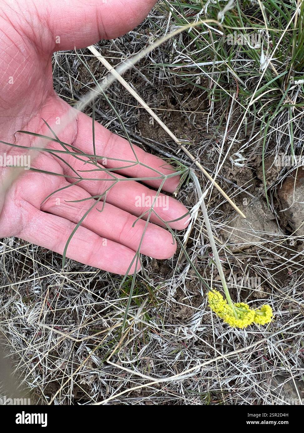 Umbrella Desert-parsley (Lomatium simplex), Plantae, Kittitas County ...