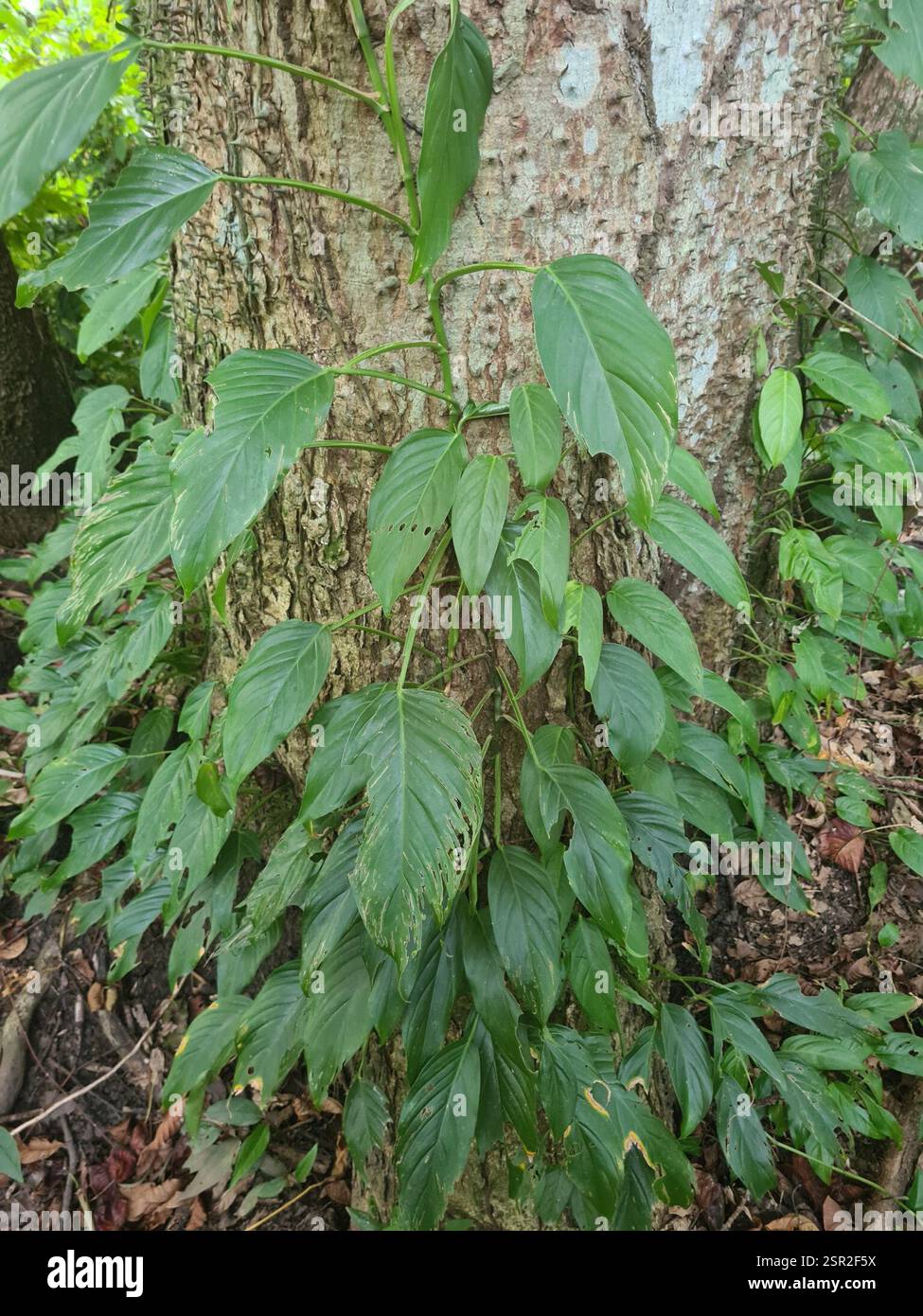 Monstera), Plantae, Charlesburg, Paramaribo, Suriname Stock Photo - Alamy