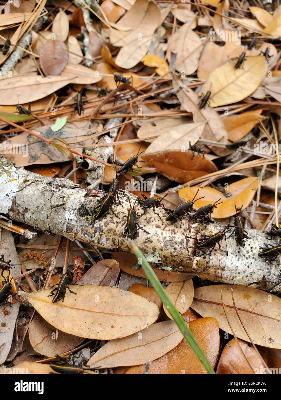 Eastern Lubber Grasshopper (Romalea microptera), Insecta, Chimney Lakes ...