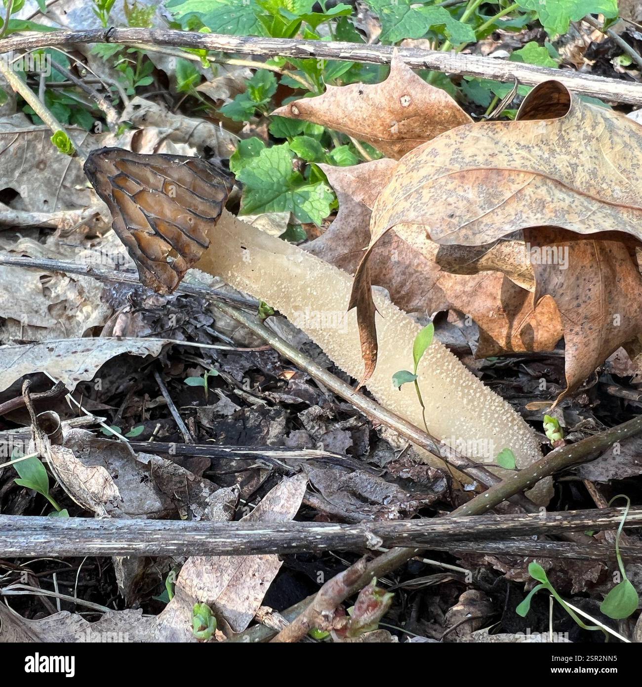 Half-free Morel (Morchella punctipes), Fungi, Frick Park, Pittsburgh ...