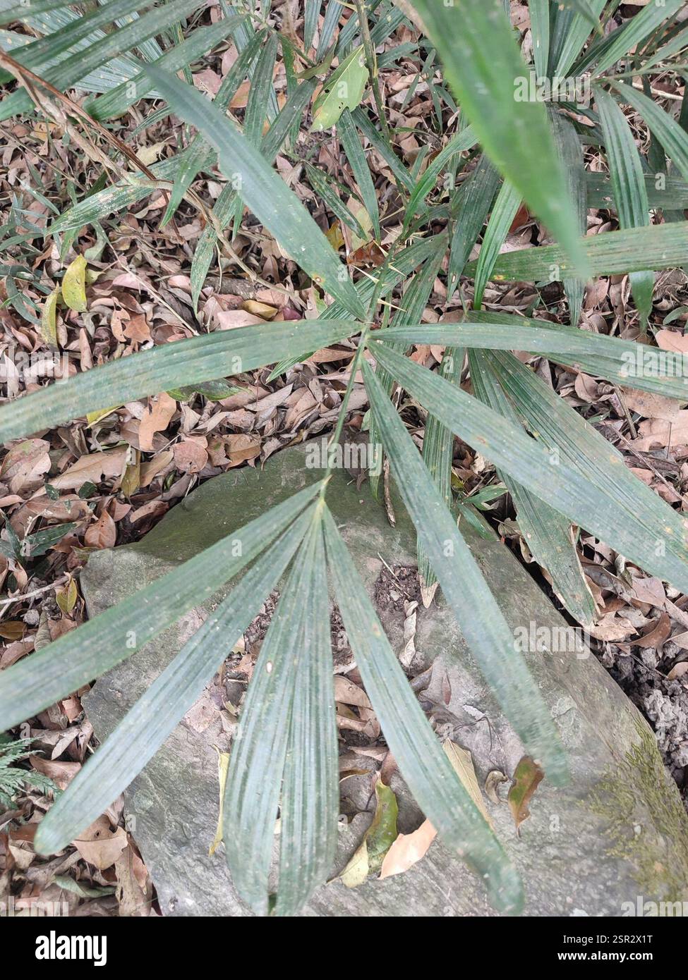 Calamus rotang hi-res stock photography and images - Alamy