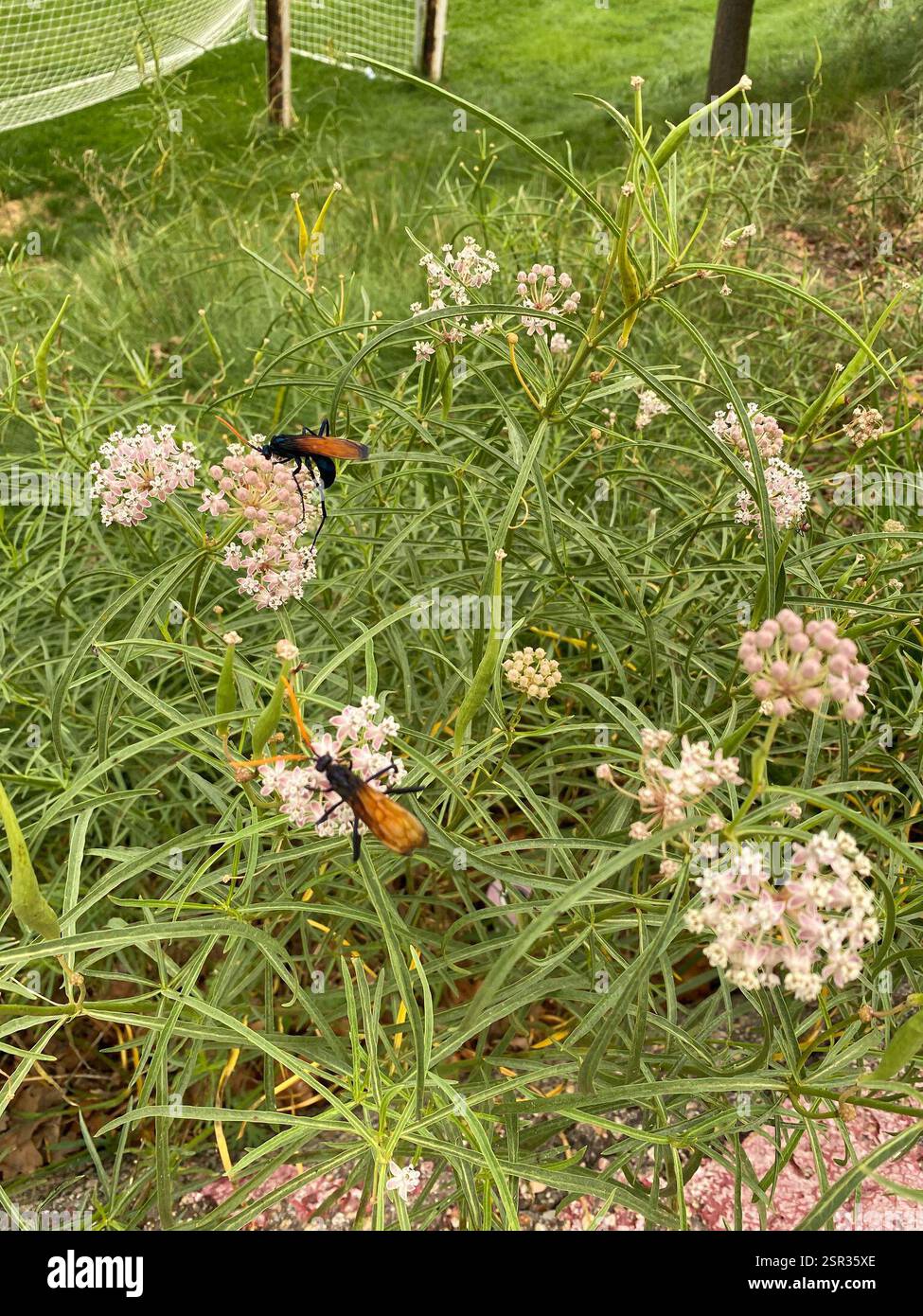 Milde's Tarantula-hawk Wasp (Pepsis mildei), Insecta, Barney Schwartz ...