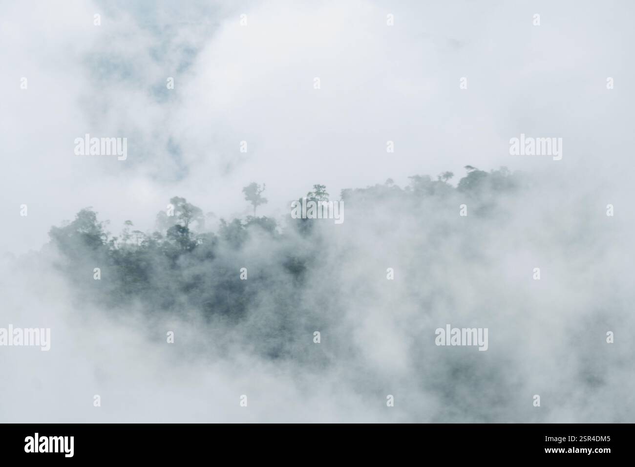 Dense evergreen forest town hi-res stock photography and images - Alamy