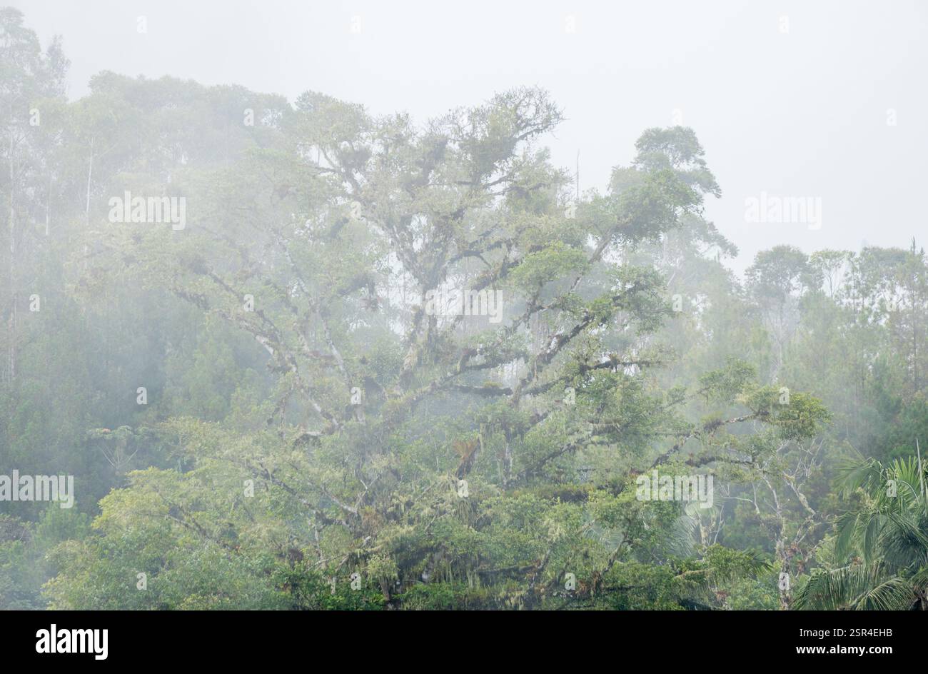 Giant tree of the Peruvian Amazon
