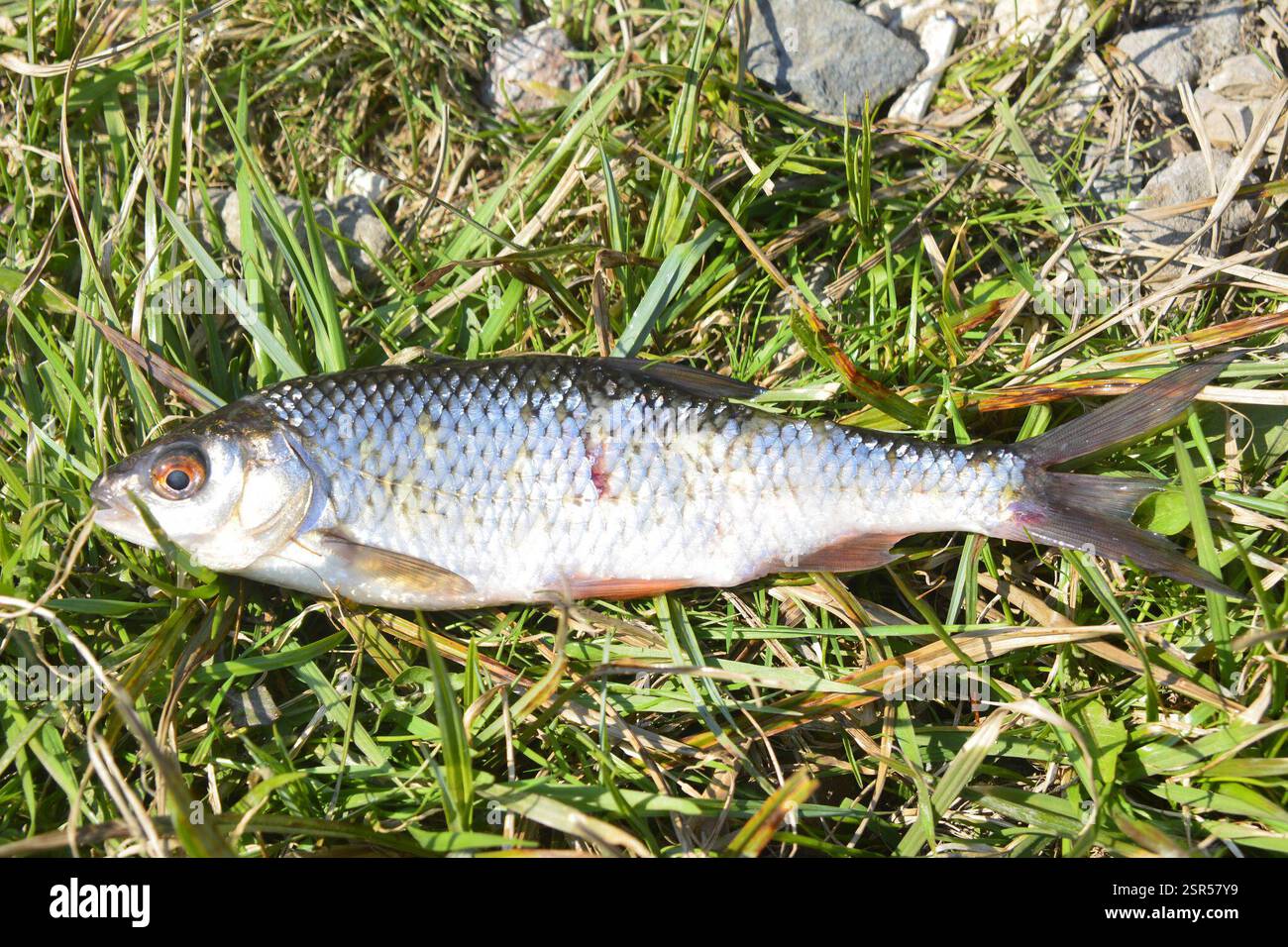 Rutius Common Roach (Rutilus rutilus), Actinopterygii, Селивановский р-н ...