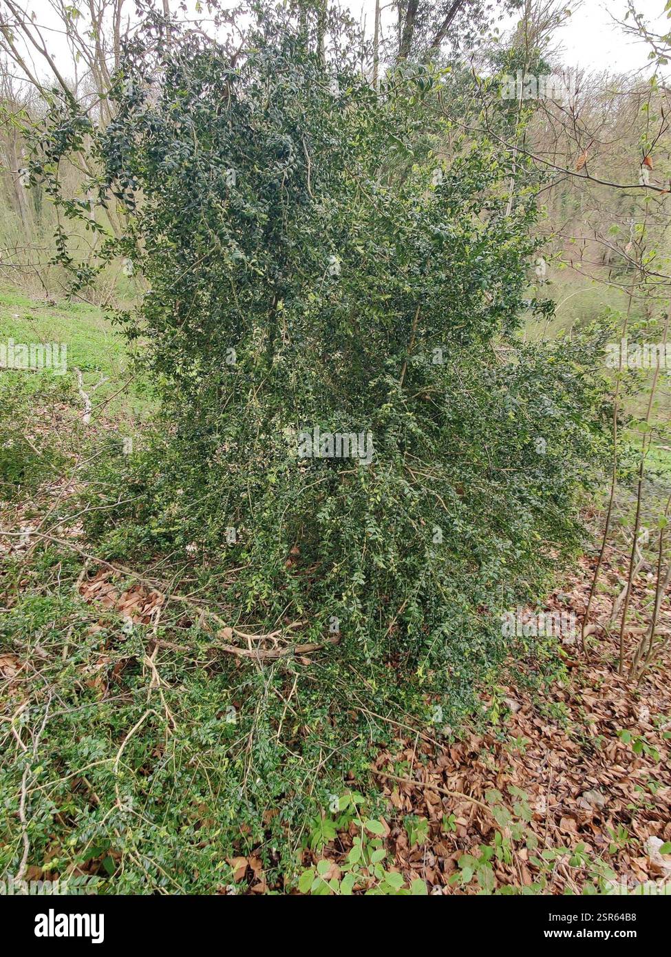 common box (Buxus sempervirens), Plantae, 76170 Saint-Jean-de ...