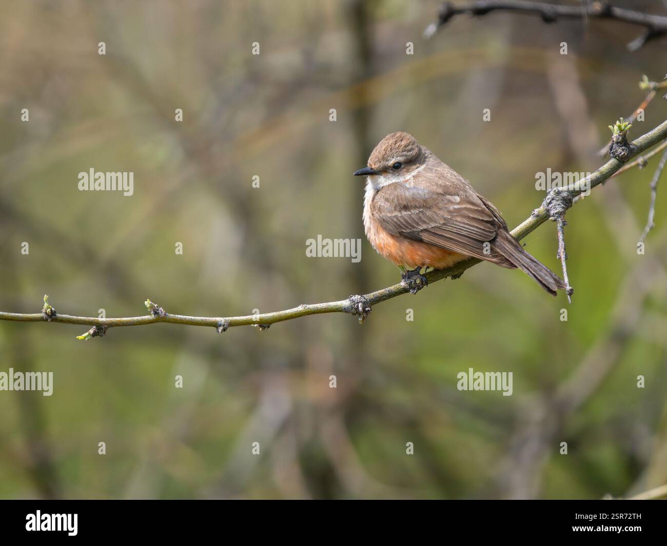Vermillion Raddock Common vermilion flycatcher hi-res stock photography and images - Alamy