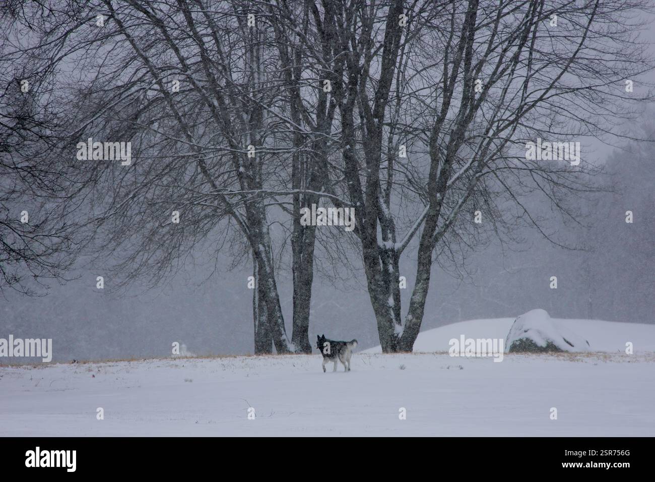 Siberian Husky in Snow - Gigapixel Stock Photo - Alamy