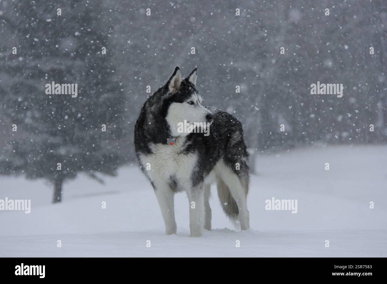 Siberian Husky in Snow - Gigapixel Stock Photo - Alamy