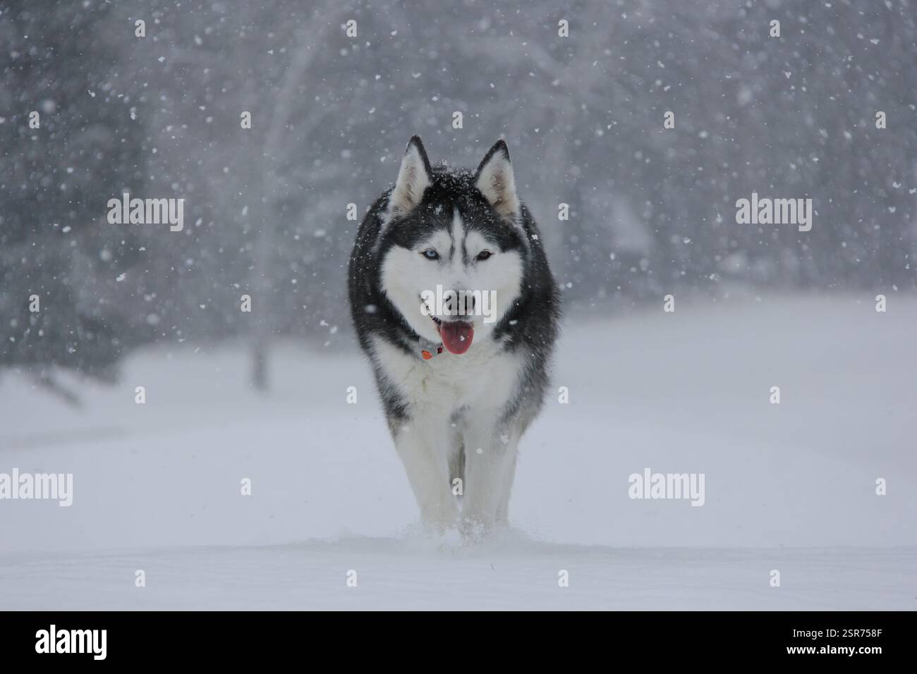 Snowy Stride: Siberian Husky Braving the Winter Blizzard - Gigapixel ...