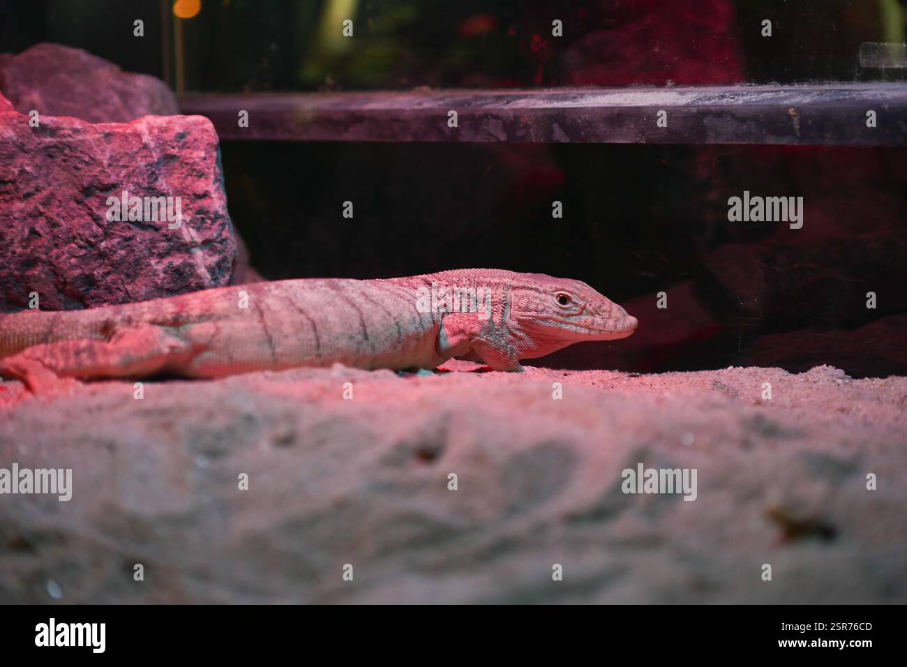 Lizard resting on sandy surface hi-res stock photography and images - Alamy