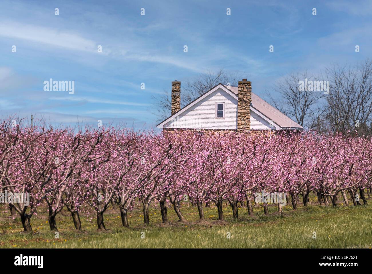 Peach orchard in full pink bloom with a rustic farmhouse in Niagara-on ...