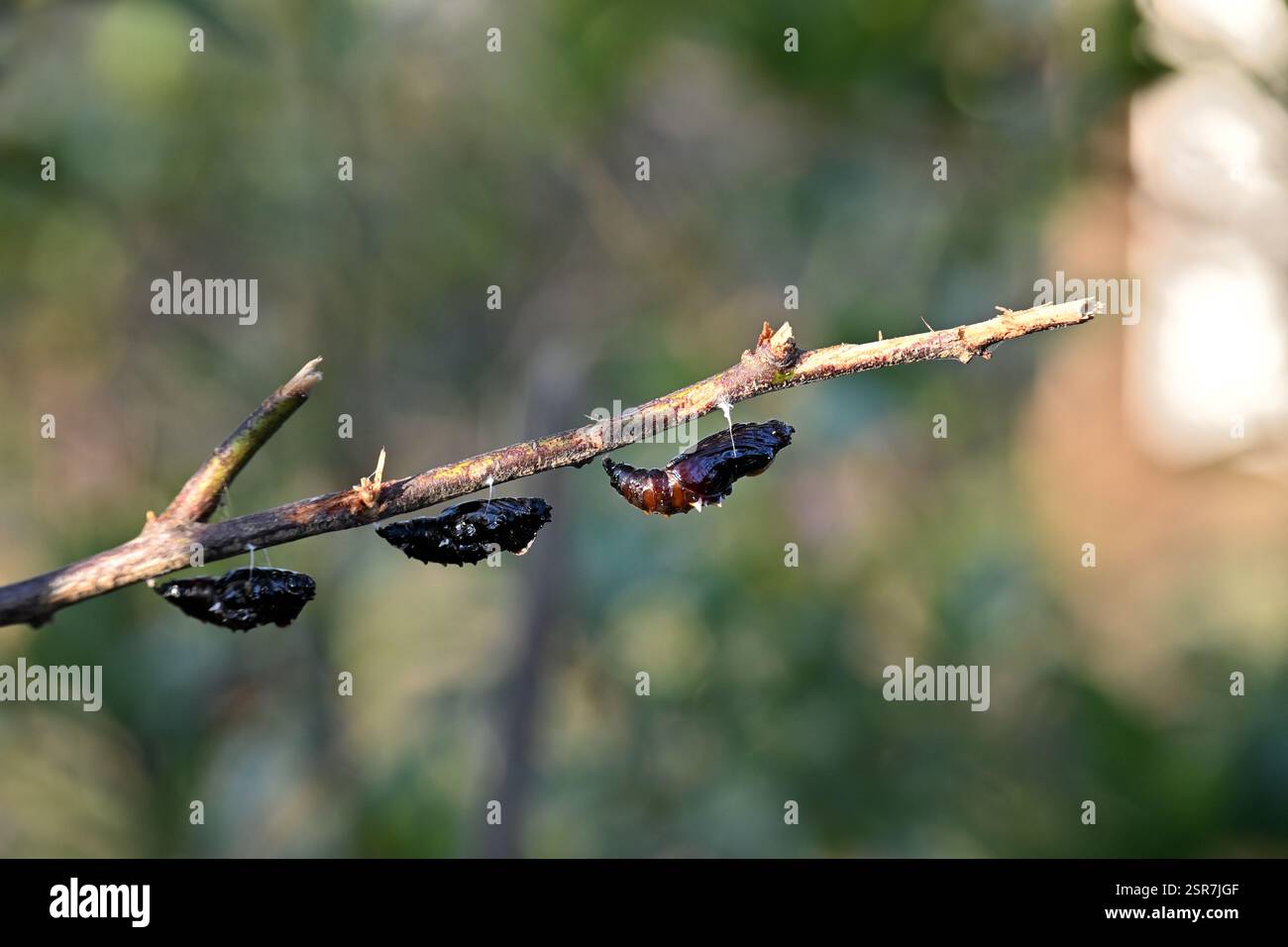 one two three, pupas on a branch Stock Photo