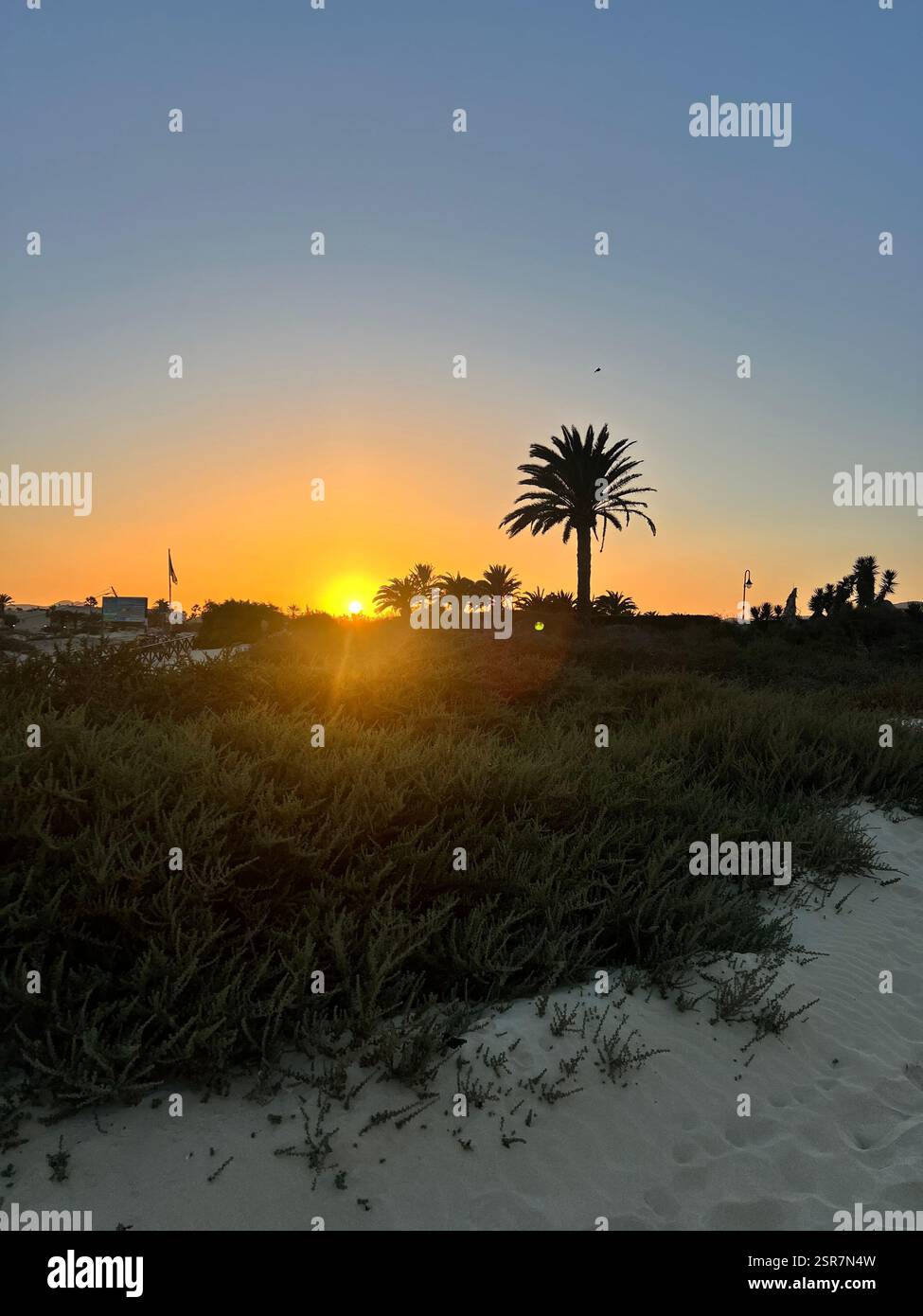 sunset at the beach with palm - Smartphone Captured Stock Image
