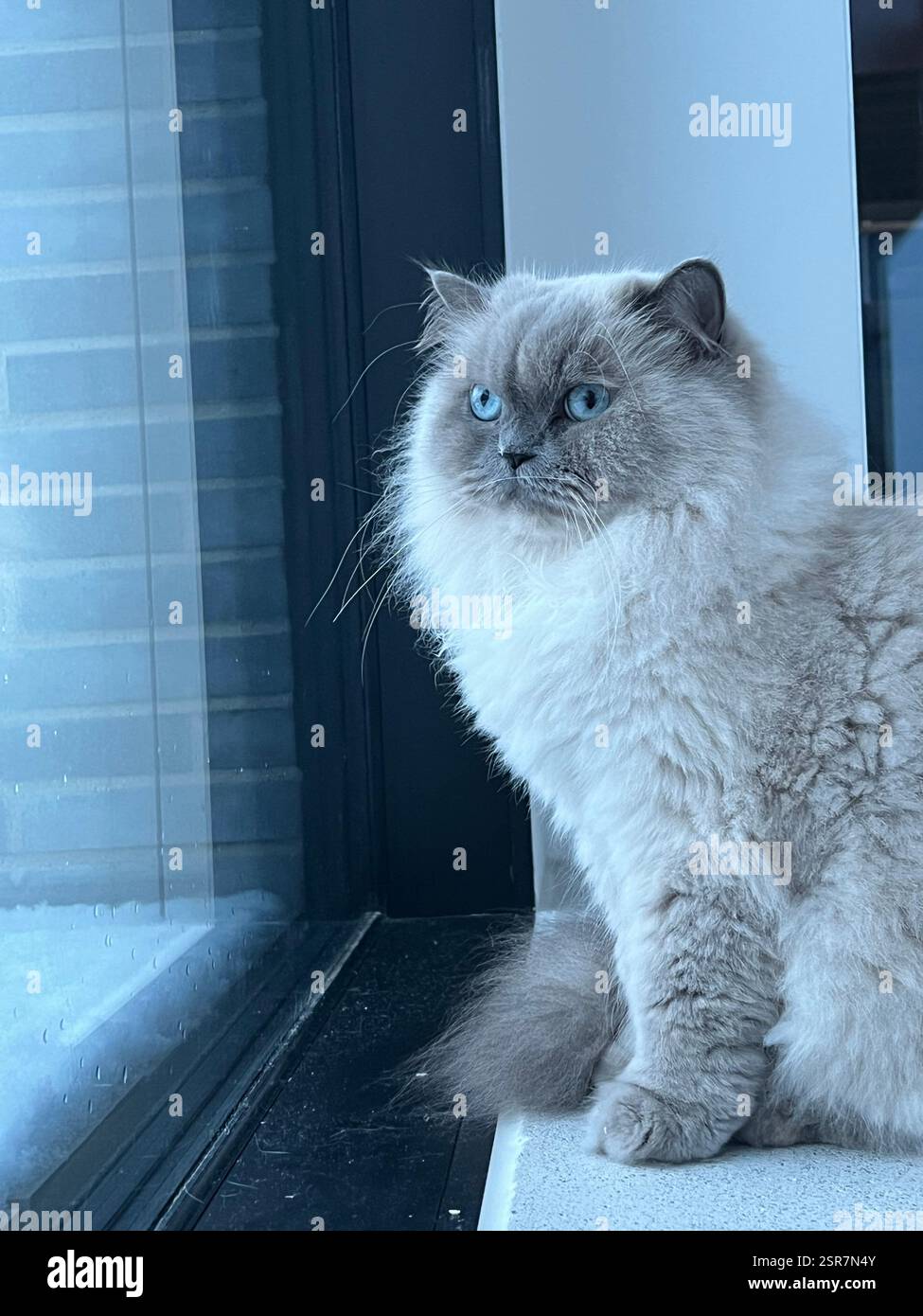 White Cat with blue eyes looking outside the window - Smartphone Captured Stock Image