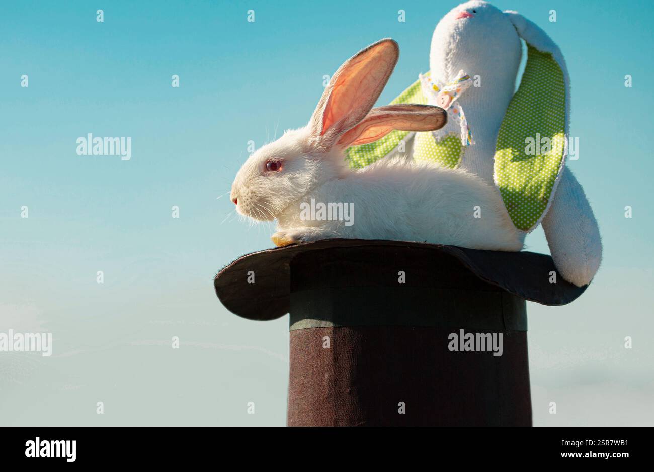 White Easter bunny. Magician rabbit with plush toy. Stock Photo