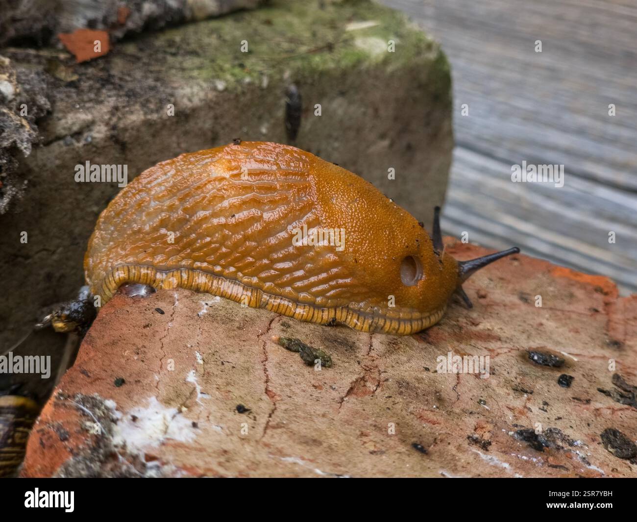 A large orange-brown slug on a brick surface. The slug has a textured ...