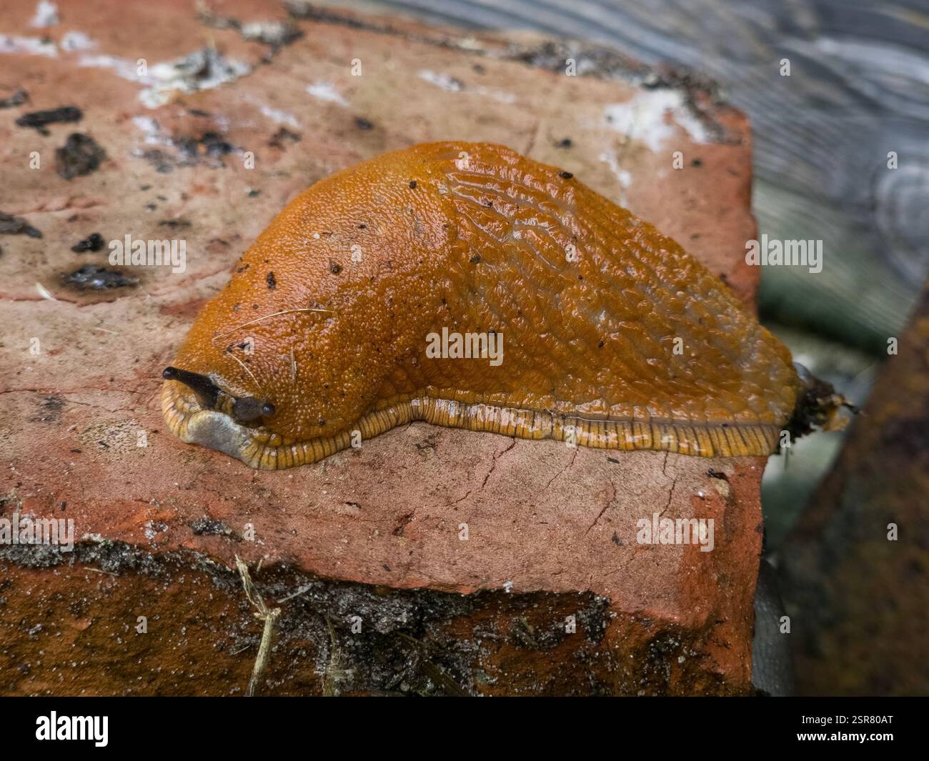 A large orange-brown slug on a brick surface. The slug has a textured ...