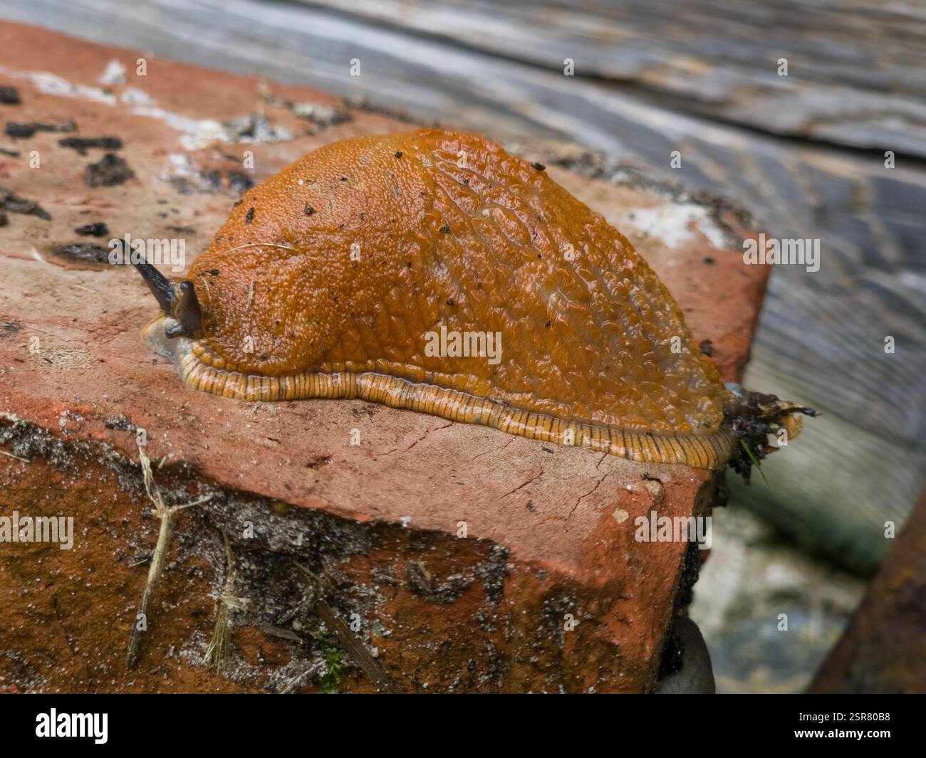 A large orange-brown slug on a brick surface. The slug has a textured ...