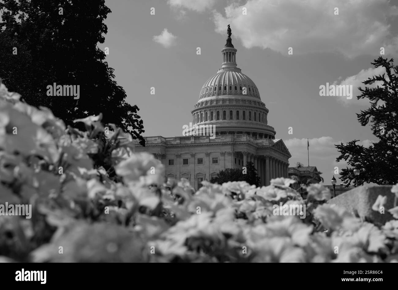 Capitol building near blossom spring. US National Capitol in Washington ...