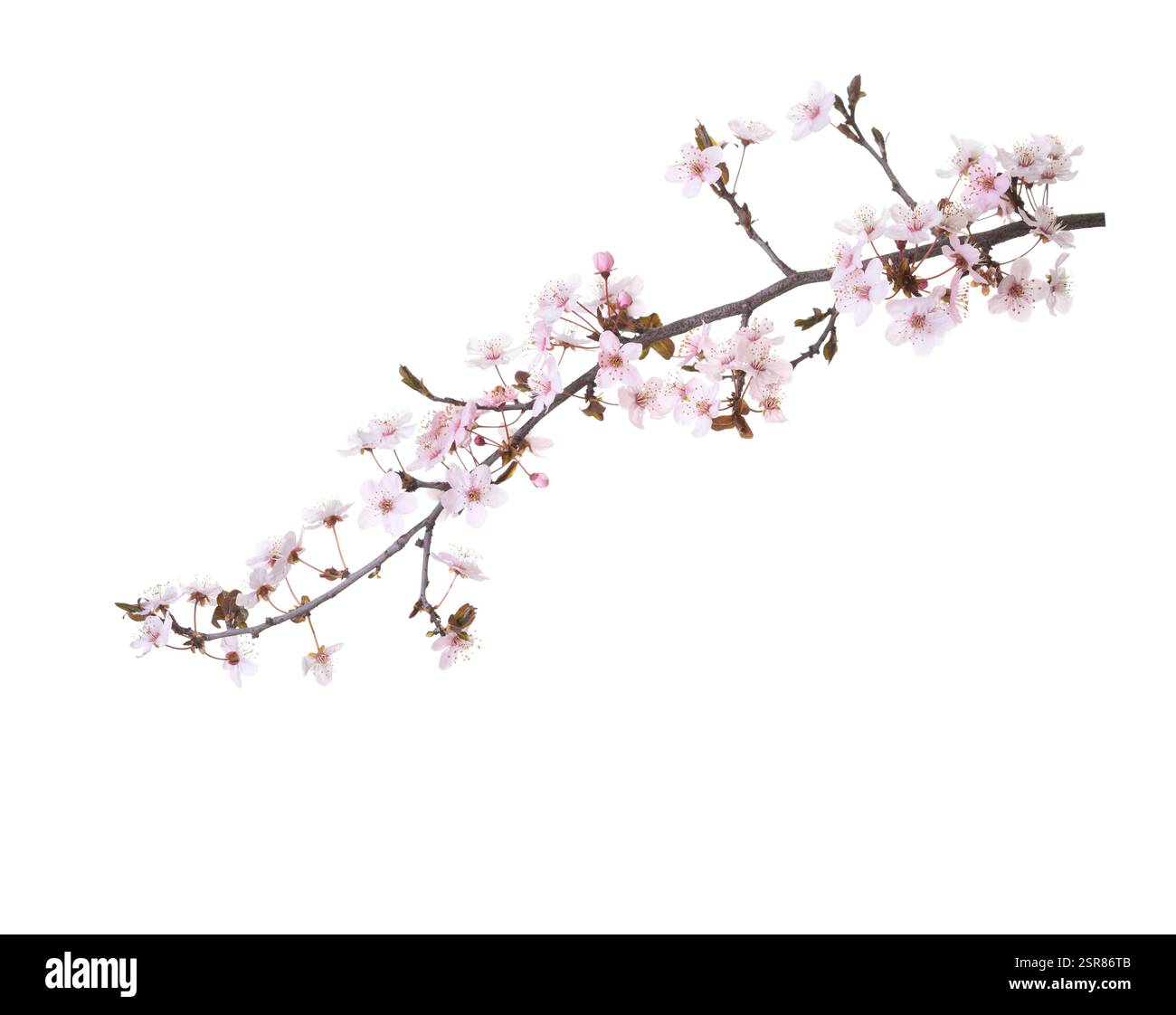 Branch with pale pink flowers of Sakura isolated on white background ...