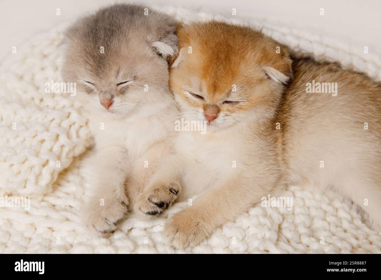 Two Kittens Lying on White Knitted Blanket  Stock Photo