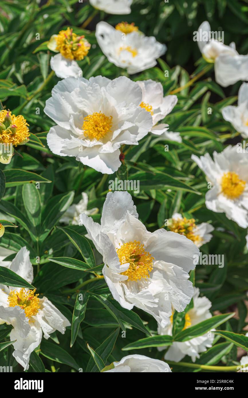 Vibrant fresh white peony flower bush in full bloom in the garden or ...