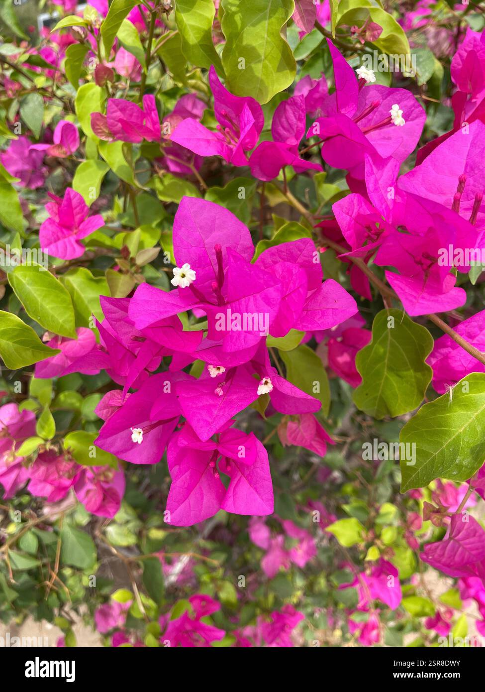 Flowery walk - Smartphone Captured Stock Image