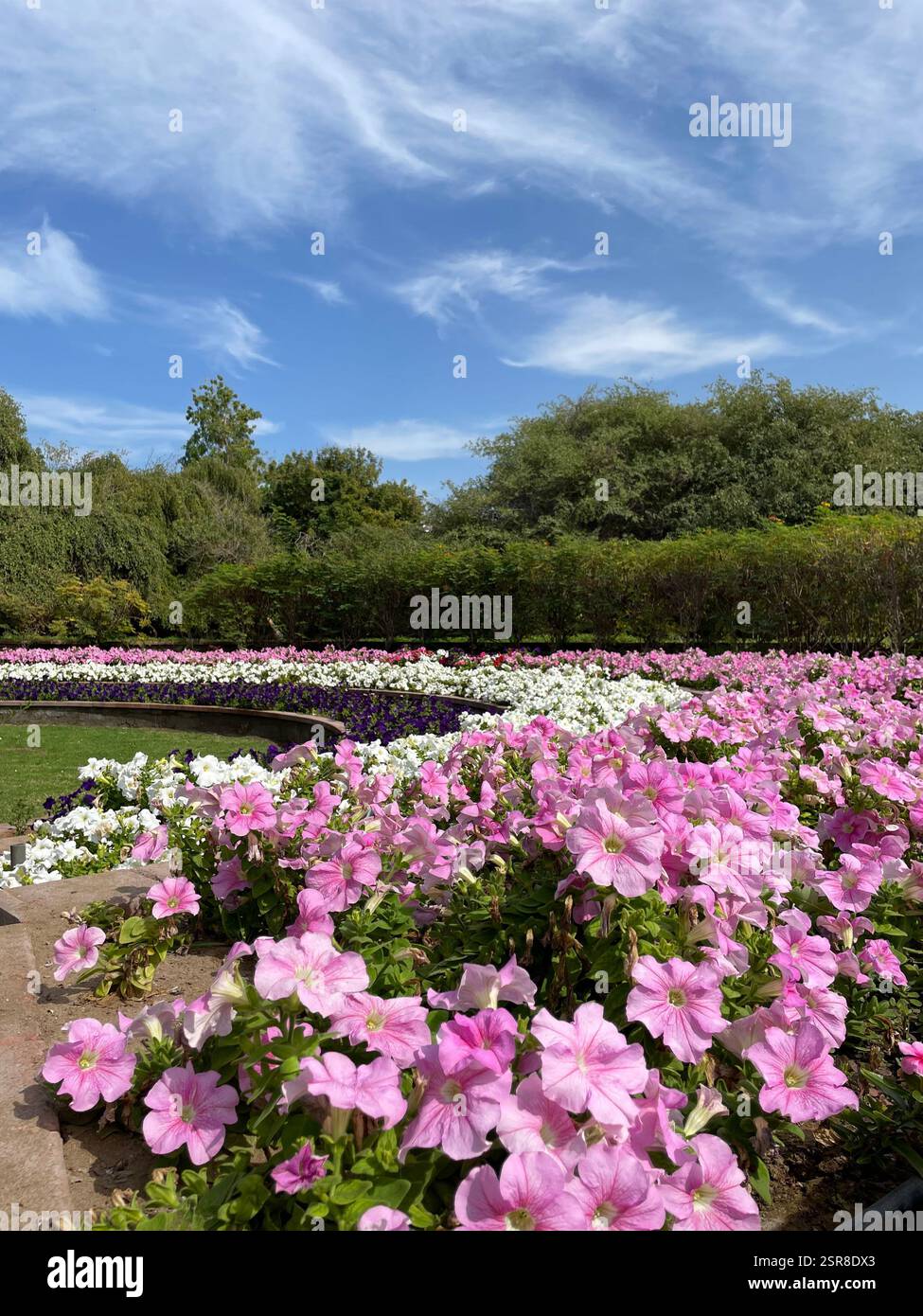 Flowery walk - Smartphone Captured Stock Image