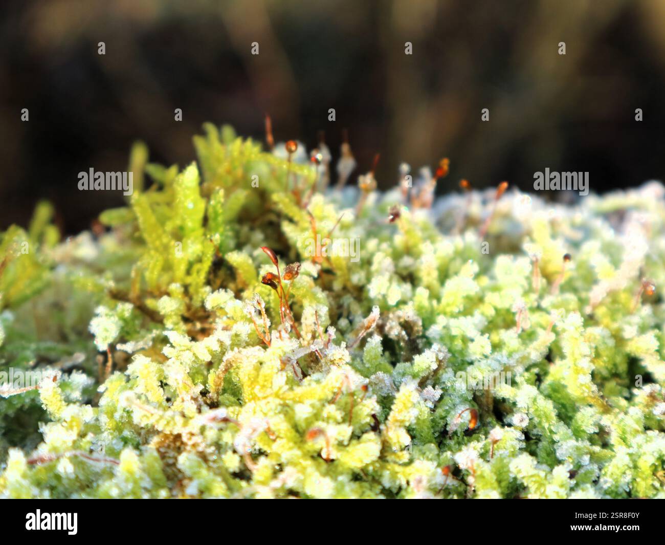 Nahaufnahme Stock Photo