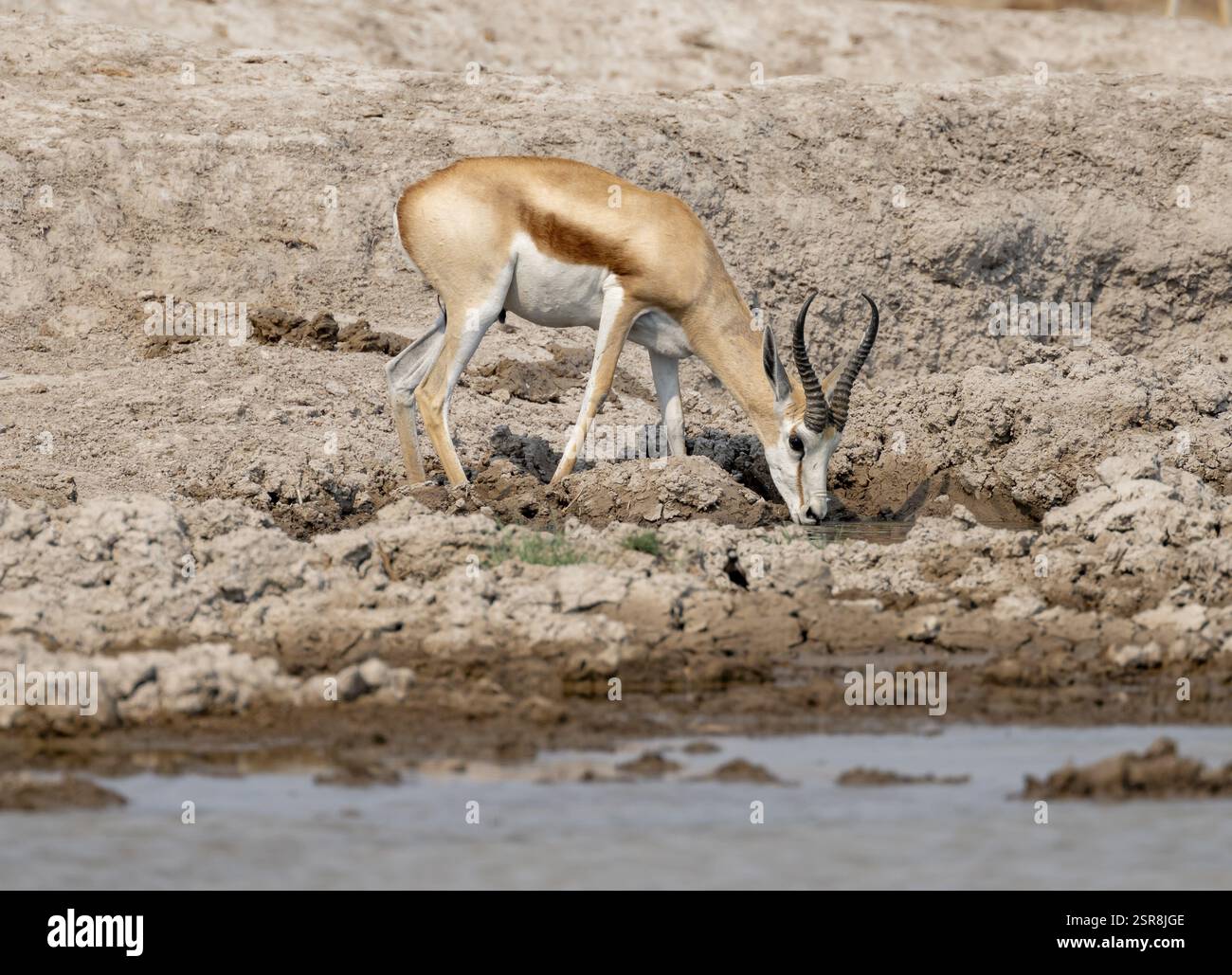 Drinking gazelle hi-res stock photography and images - Alamy