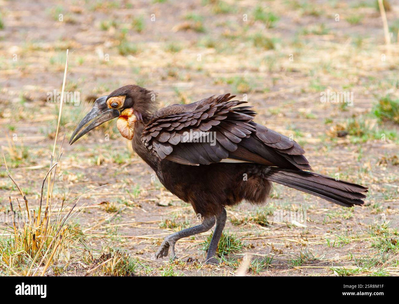 The Southern Ground Hornbill is an iconic bird of the open savannas of ...