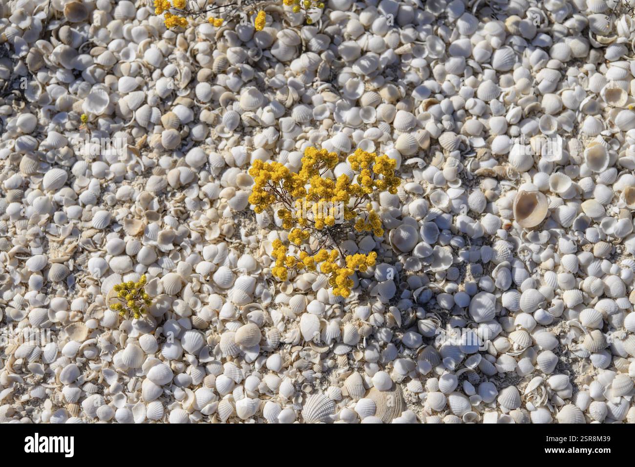 Cockles (Fragum erugatum) on Shell Beach, Hamelin Pool, Shire of Shark Bay, Western Australia, Australia, Oceania Stock Photo