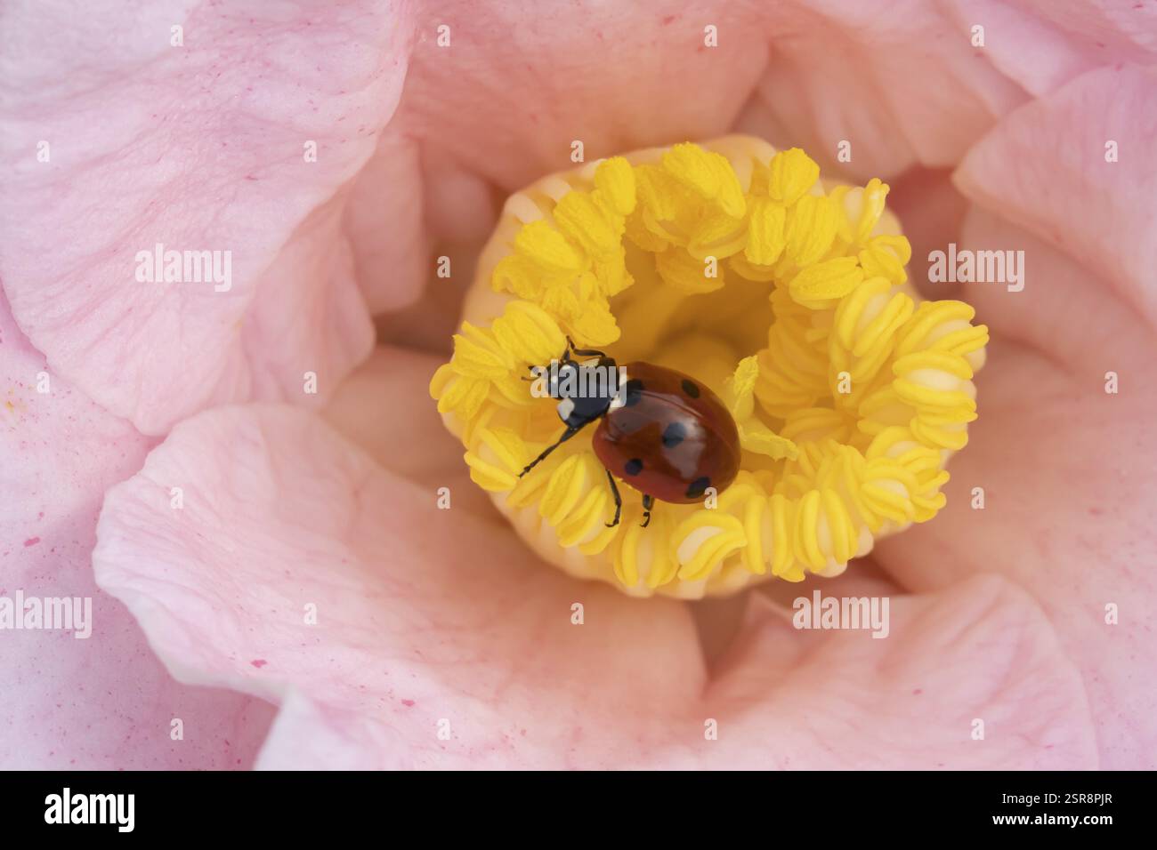 Seven-spot ladybird (Coccinella septempunctata) adult insect on a garden Camellia flower in springtime, England, United Kingdom, Europe Stock Photo