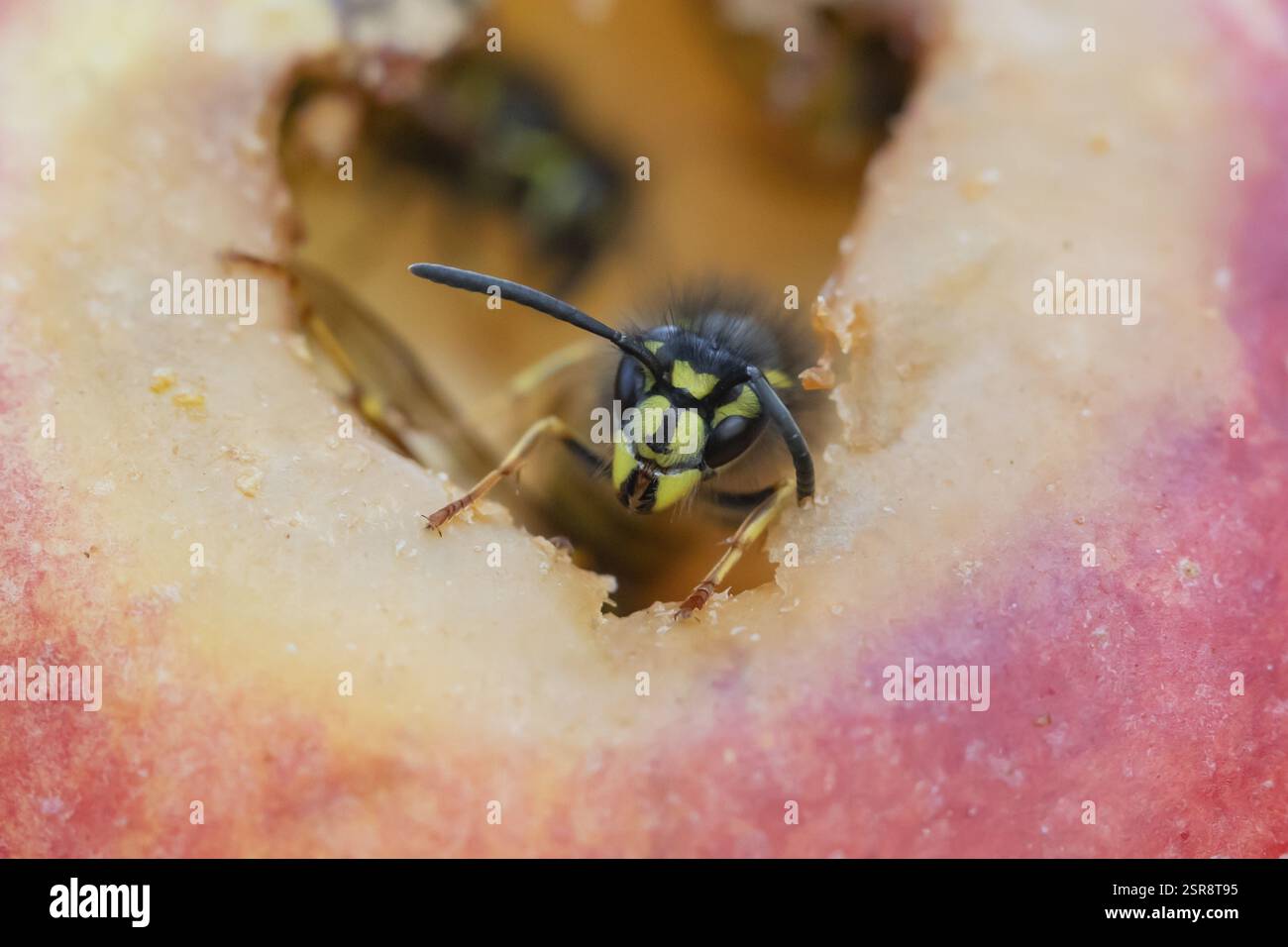 Common wasp (Vespula vulgaris) adult insect on fallen fruit in a garden ...