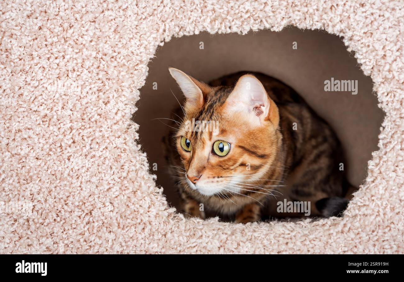 Bengal cat inside cat house. Close-up. Copy space. Stock Photo