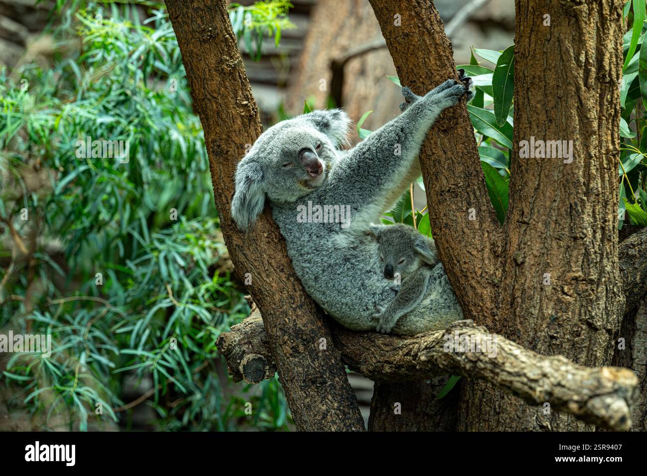 Koala, female with young,  (Phascolarctos cinereus) Stock Photo