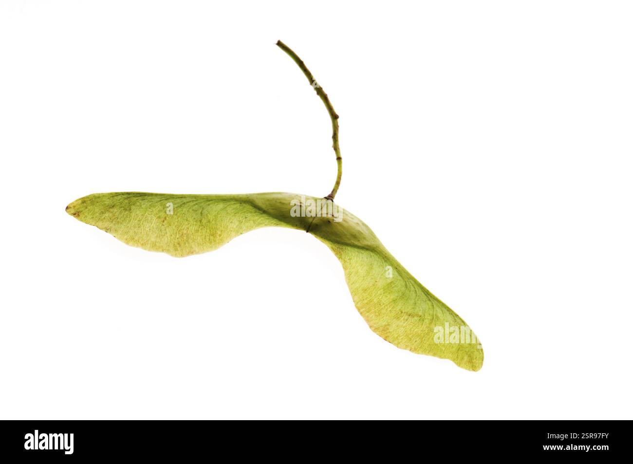 Sycamore seeds on white background Stock Photo