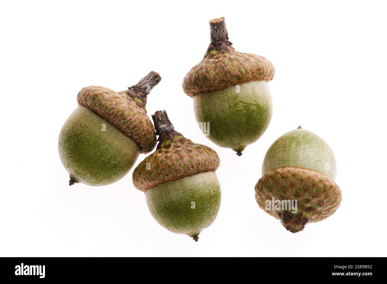 Eastern white oak hi-res stock photography and images - Alamy