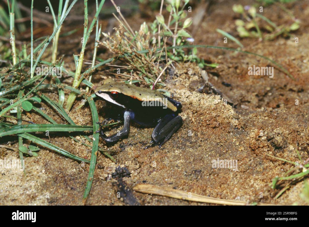 Amphibians, frog Indian bi-colour rana curtipes Stock Photo