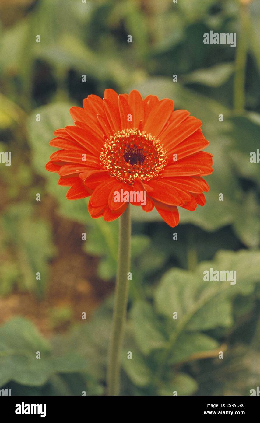 Gerbera Jamsonii flower, India, Asia Stock Photo